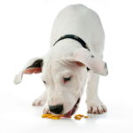 dogue argentin qui mange