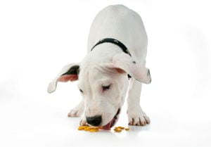 dogue argentin qui mange