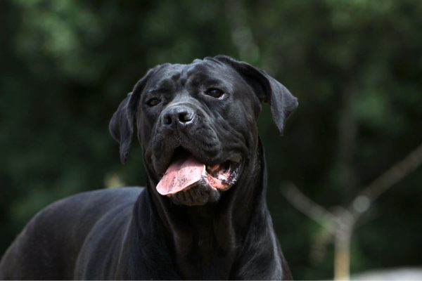 santé du cane corso