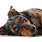 beauceron arlequin couché