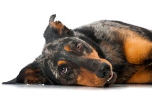 beauceron arlequin couché
