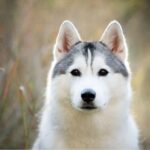 caractere du husky adulte