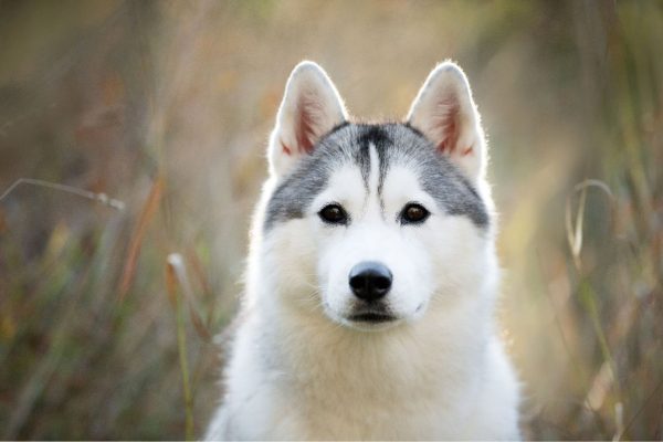 caractere du husky adulte