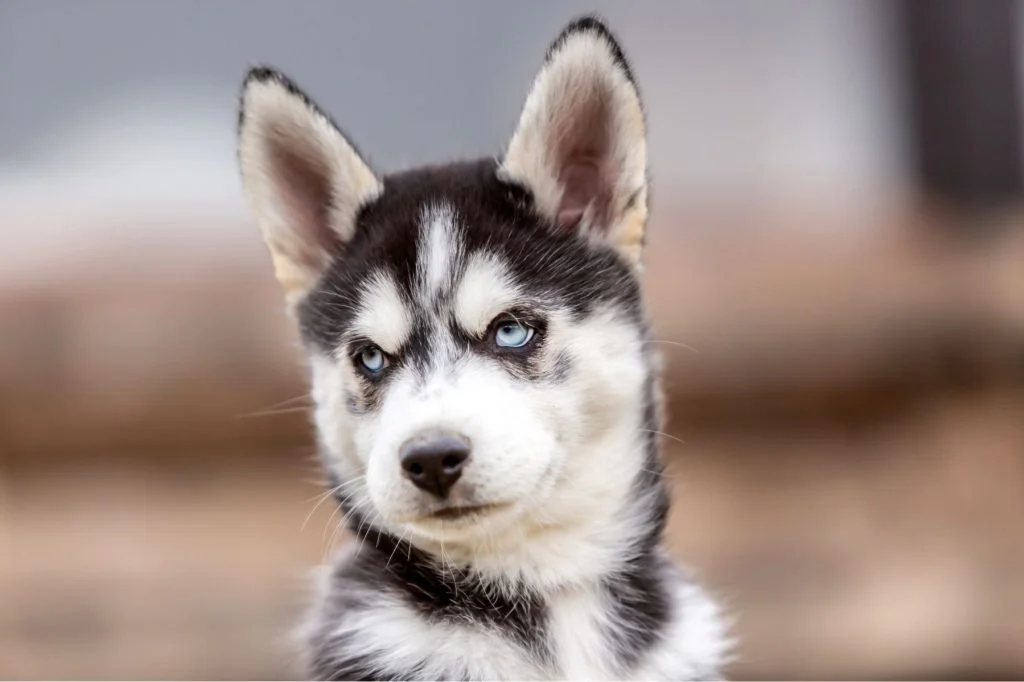 R v lations sur le caract re unique du Husky d couvrez ses