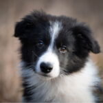 chiot border collie noir et blanc