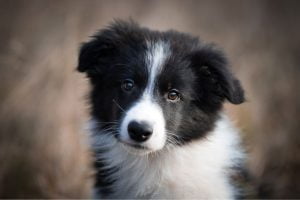 chiot border collie noir et blanc