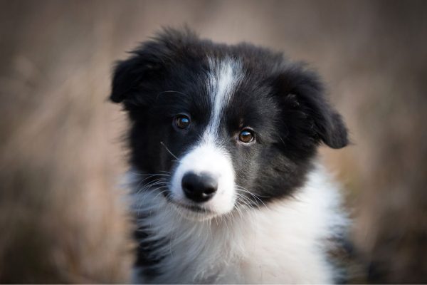 chiot border collie noir et blanc