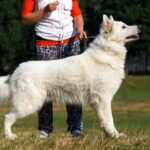 berger blanc suisse preparation exposition