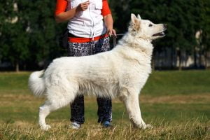 berger blanc suisse preparation exposition