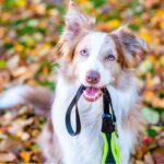 border collie qui tient sa laisse