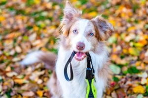 border collie qui tient sa laisse