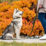 apprendre husky assis