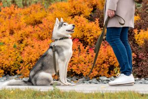 apprendre husky assis