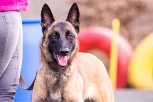 dressage du malinois marche au pied