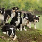 élevage de border collie