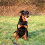beauceron assis