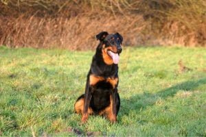 beauceron assis