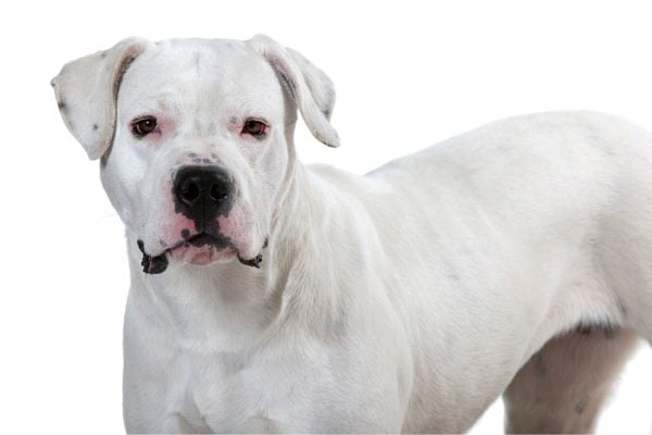 dogue argentin adulte male