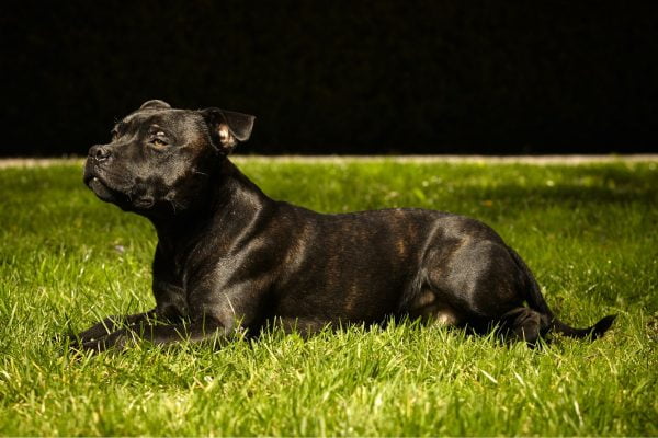 staffie noir couché