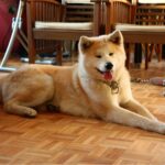 Akita couché en appartement
