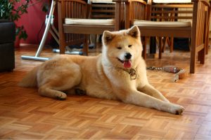 Akita couché en appartement