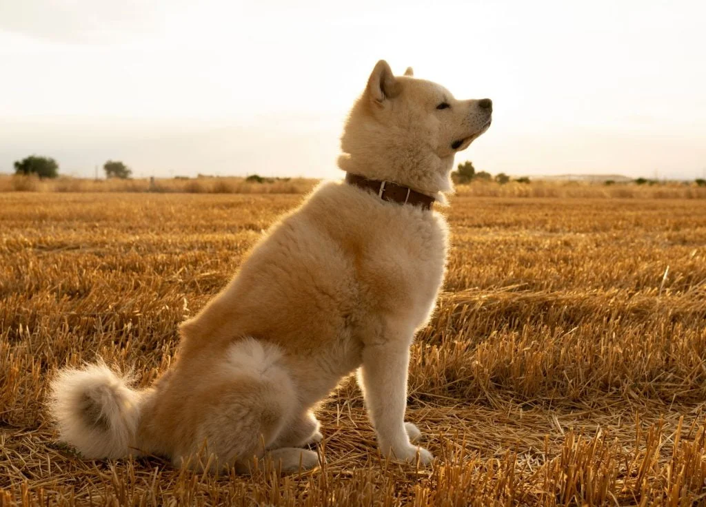 éducation de l'akita