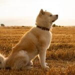 éducation de l'akita