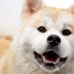histoire akita inu