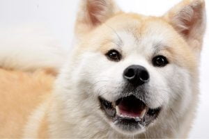 histoire akita inu