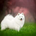beau samoyede