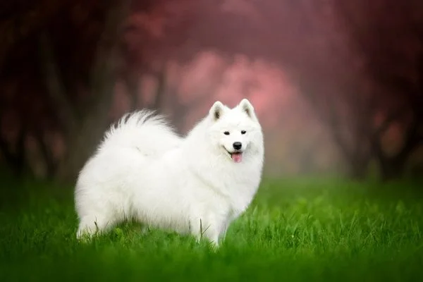 beau samoyede