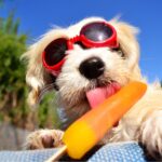 chien en été qui mange une glace
