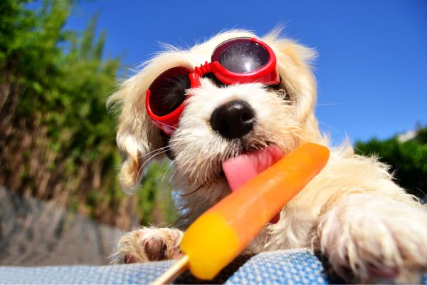 chien en été qui mange une glace