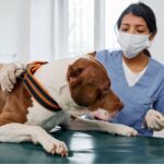 un vétérifaire fait une diagnose sur un staff