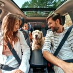 chien en voiture départ de vacances
