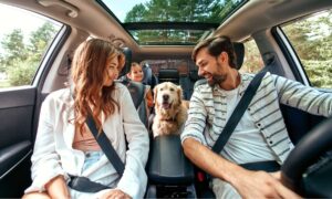 chien en voiture départ de vacances