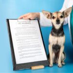 assurance pour chihuahua