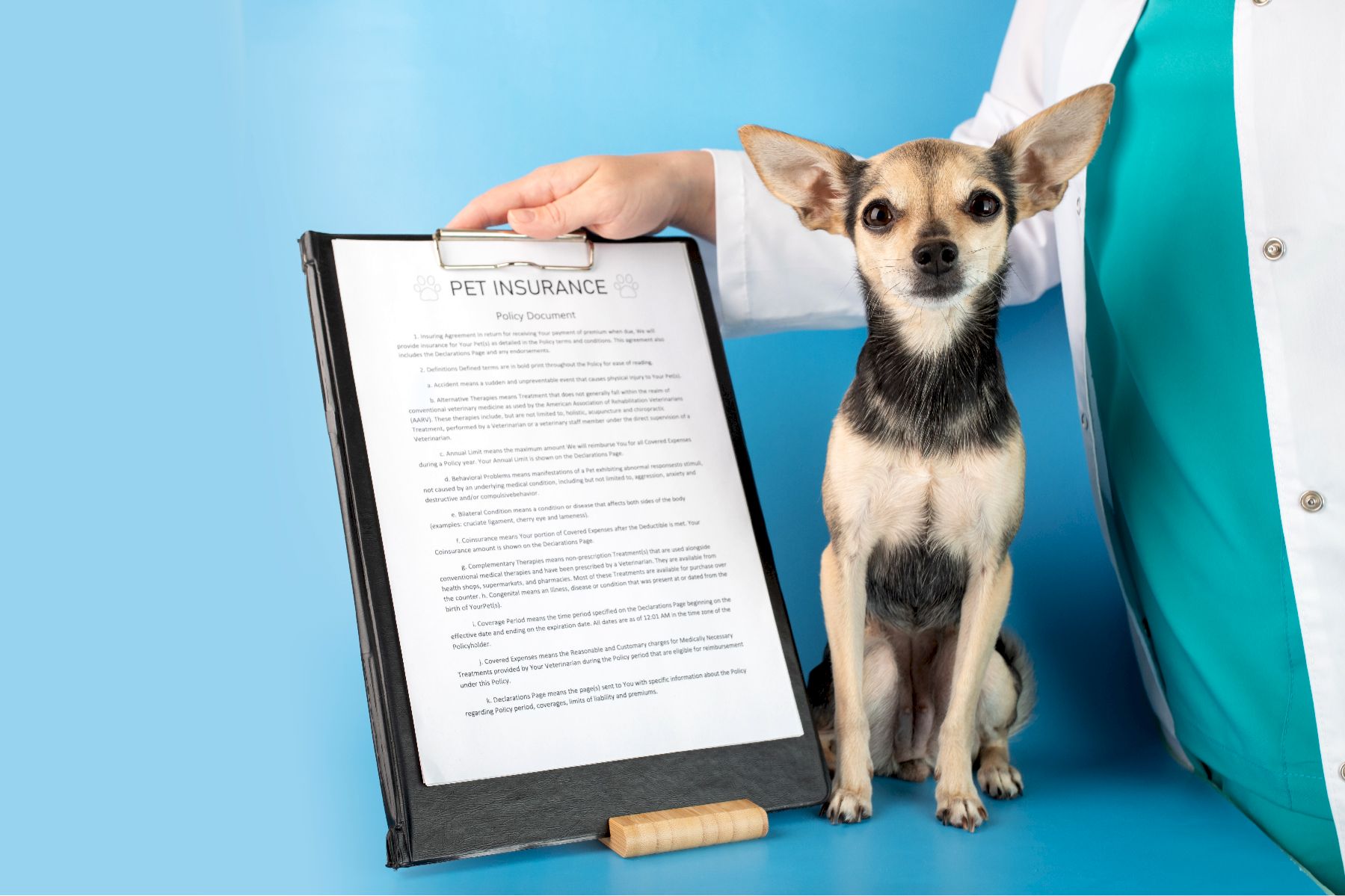 assurance pour chihuahua