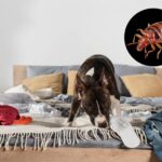 détection de punaise de lit