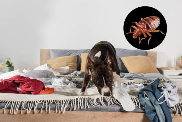 détection de punaise de lit
