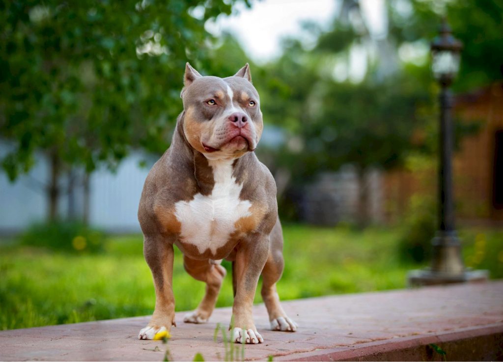 american bully
