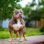 american bully