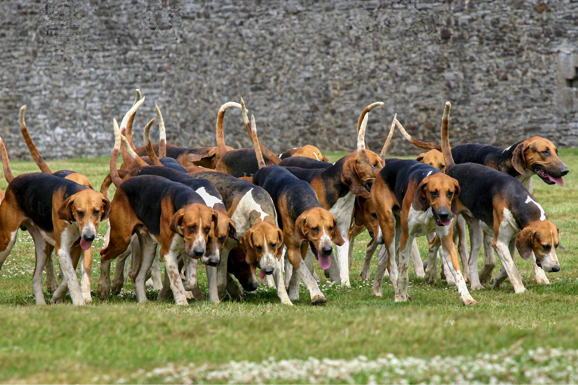 meute de chien