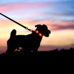 collier lumineux pour chien