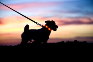 collier lumineux pour chien
