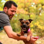 éducation du staffie