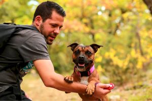 éducation du staffie