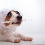 vaccination du chien