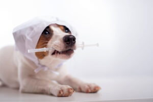 vaccination du chien