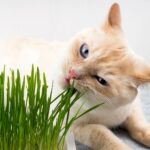 Herbe à chat